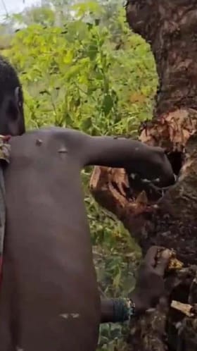 ಜೇನು ಹುಳಗಳ ಗೂಡಿಗೇ ಕೈಹಾಕಿ ಜೇನುತುಪ್ಪ ತೆಗೆದ ಯುವಕ!