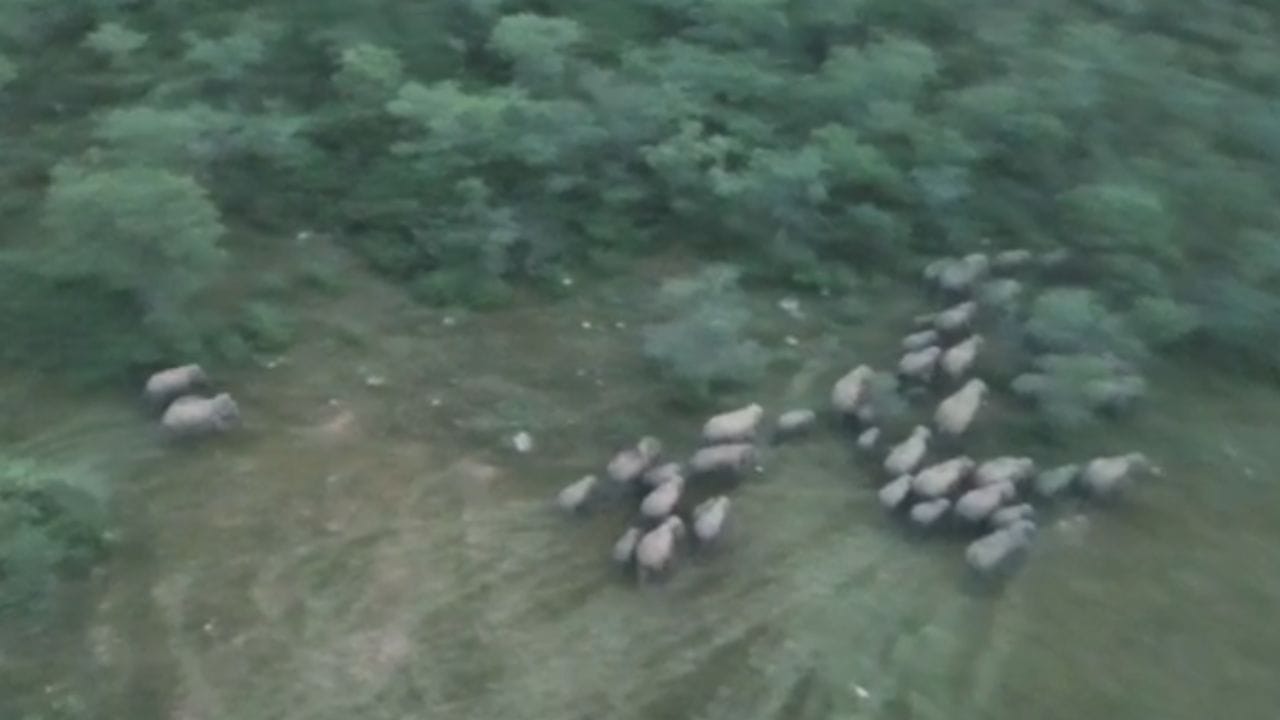 Video: ಕಾಡಾನೆಗಳ ಹಿಂಡು ಡ್ರೋನ್ ಕ್ಯಾಮರಾದಲ್ಲಿ ಸೆರೆ, ರೈತ ಬೆಳೆಗೆ ಹಾನಿ Video: ಕಾಡಾನೆಗಳ ಹಿಂಡು ಡ್ರೋನ್ ಕ್ಯಾಮರಾದಲ್ಲಿ ಸೆರೆ, ರೈತ ಬೆಳೆಗೆ ಹಾನಿ