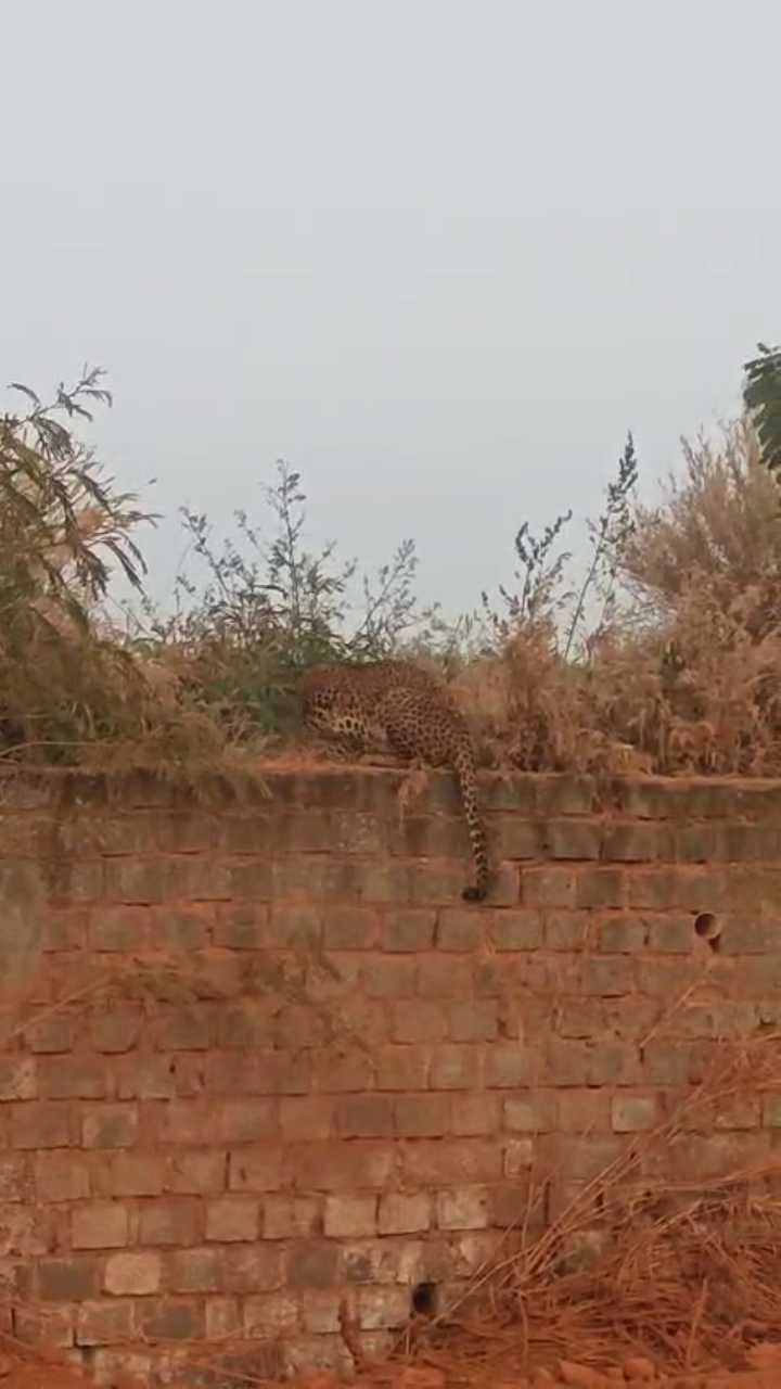 ಹುಬ್ಬಳ್ಳಿಯಲ್ಲಿ ಮಾರ್ಗಮಧ್ಯೆ ಚಿರತೆ ಪ್ರತ್ಯಕ್ಷ!