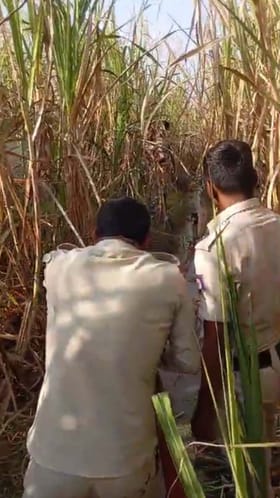 20 ಎಕರೆ ಕಬ್ಬು ಭಸ್ಮ: ಬೆಂಕಿ ನಂದಿಸಿದ ಅಗ್ನಿಶಾಮಕ ದಳ ಸಿಬ್ಬಂದಿ