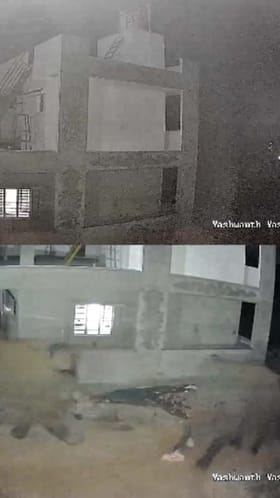 ಮನೆ ಬಳಿಯೇ ಕಾಡಾನೆಗಳ ಓಡಾಟ