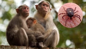 ಮಂಗನ ಕಾಯಿಲೆ ಭೀತಿ: ಮಹತ್ವದ ಅಪ್​​ಡೇಟ್​​ ಕೊಟ್ಟ ಆರೋಗ್ಯ ಸಚಿವರು