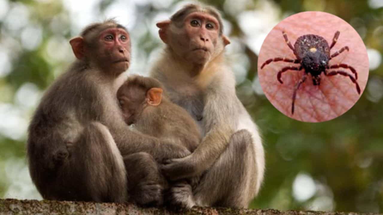 ಮಂಗನ ಕಾಯಿಲೆ ಭೀತಿ: ಶಿವಮೊಗ್ಗದ ಬಳಿಕ, ಶಿರಸಿಯಲ್ಲೂ ಲ್ಯಾಬ್ ಆರಂಭಕ್ಕೆ ನಿರ್ಧಾರ ಮಂಗನ ಕಾಯಿಲೆ ಭೀತಿ: ಶಿವಮೊಗ್ಗದ ಬಳಿಕ, ಶಿರಸಿಯಲ್ಲೂ ಲ್ಯಾಬ್ ಆರಂಭಕ್ಕೆ ನಿರ್ಧಾರ