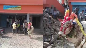 ಬಾರ್​ಗೆ ನುಗ್ಗಿದ ಕೊಬ್ಬರಿ ಹೋರಿ, ಮದ್ಯಪ್ರಿಯರು ಕಕ್ಕಾಬಿಕ್ಕಿ!