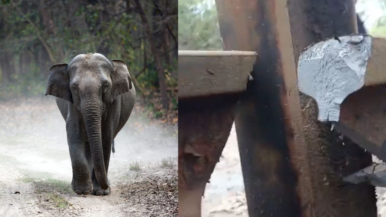 ಕೊಡಗಿನಲ್ಲಿ ಆನೆ-ಮಾನವನ ನಡುವಿನ ಸಂಘರ್ಷ: ರೈಲ್ವೆ ಬ್ಯಾರಿಕೇಡ್ ಮುರಿದ ಕಾಡಾನೆ