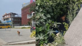 ಒಂದುವರೆ ಗಂಟೆಯಲ್ಲಿ 21 ಜನರಿಗೆ ಕಚ್ಚಿ ಗಾಯ ಮಾಡಿದ ಬೀದಿ ನಾಯಿ