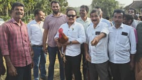 ತಾವೇ ಮುಂದೆ ನಿಂತು ಕೋಳಿ‌ ಅಂಕ ಮಾಡಿಸಿದ ಕಾಂಗ್ರೆಸ್​ ಶಾಸಕ