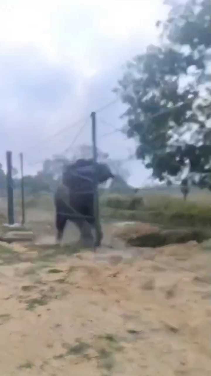 ಕಾಡಾನೆಗಳ ಕೆಣಕಿದ ಯುವಕರು, ರೊಚ್ಚಿಗೆದ್ದ ಗಜರಾಜ!