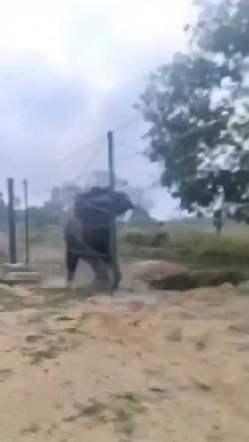 ಕಾಡಾನೆಗಳ ಕೆಣಕಿದ ಯುವಕರು, ರೊಚ್ಚಿಗೆದ್ದ ಗಜರಾಜ!