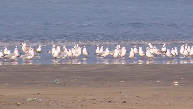 ಅಂಕೋಲಾದ ಕಡಲ ತೀರದಲ್ಲಿ ವಿದೇಶಿ ಹಕ್ಕಿಗಳ ಕಲರವ: ಬಾನಾಡಿಗಳನ್ನೊಮ್ಮೆ ನೋಡಿ