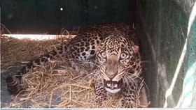 ಸಿಕ್ಕ ಸಿಕ್ಕ ಜಾನುವಾರುಗಳನ್ನು ತಿಂದು ತೇಗಿದ ಚಿರತೆ ಬೋನಿಗೆ ಬಿತ್ತು