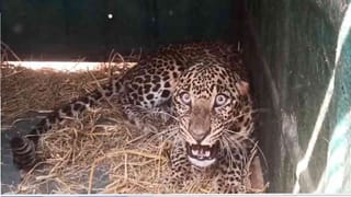 ಸಿಕ್ಕ ಸಿಕ್ಕ ಜಾನುವಾರುಗಳನ್ನು ತಿಂದು ತೇಗಿದ ಚಿರತೆ ಬೋನಿಗೆ ಬಿತ್ತು: ಆದ್ರೂ ಅರ್ಭಟ ಹೇಗಿದೆ ನೋಡಿ