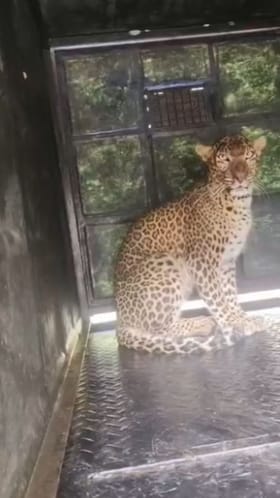 ಮಂಡ್ಯದಲ್ಲಿ ಬೋನಿಗೆ ಬಿದ್ದ ಚಿರತೆ