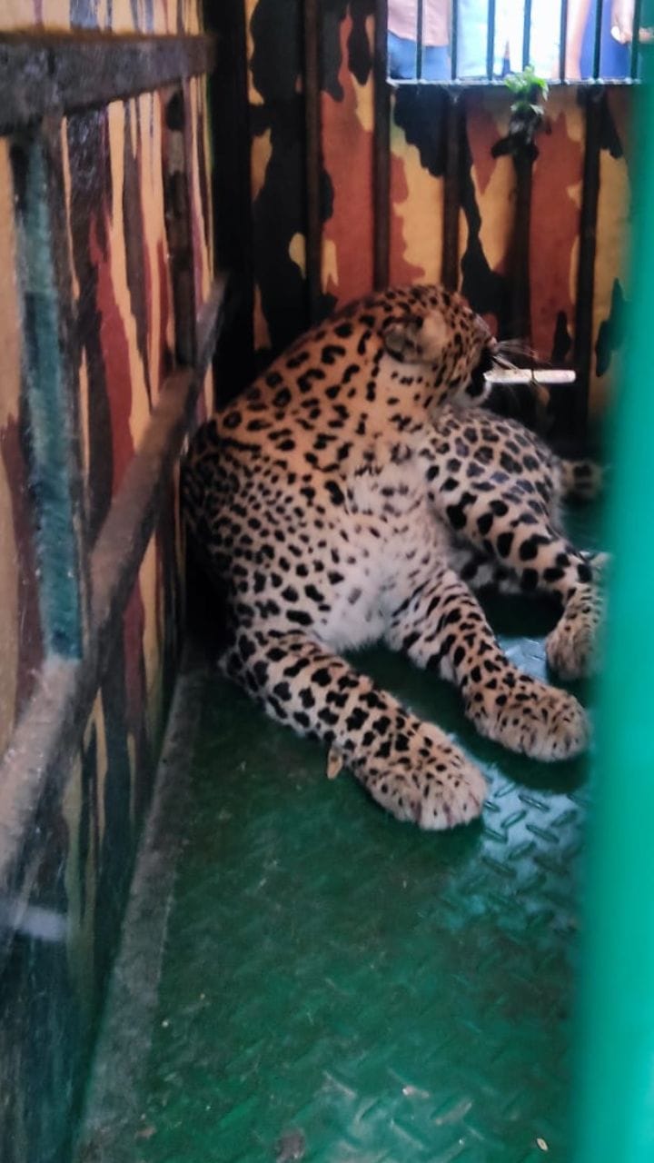 ಅರಣ್ಯ ಇಲಾಖೆ ಬೋನಿಗೆ ಬಿದ್ದ ಚಿರತೆ