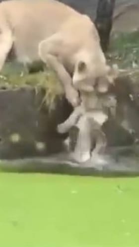 ಕೆಳಗೆ ನೀರಿರುವುದು ನೋಡದೆ ಮರಿಯನ್ನು ತಳ್ಳಿದ ತಾಯಿ ಸಿಂಹ