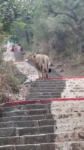 ನೂರಾರು ಮೆಟ್ಟಿಲುಗಳ ಹತ್ತುವಾಗ ಹೀಗೆ ನಡುವೆ ಸಿಂಹ ಕಂಡ್ರೆ ಏನ್ಮಾಡ್ತೀರಿ?
