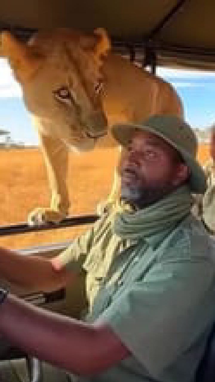 ಇದ್ದಕ್ಕಿದ್ದಂತೆ ಸಫಾರಿ ಜೀಪಿನೊಳಗೆ ಬಂದ ಸಿಂಹ; ಶಾಕಿಂಗ್ ವಿಡಿಯೋ ನೋಡಿ