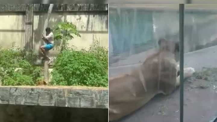 Video: ಮೃಗಾಲಯದಲ್ಲಿ ಸಿಂಹದ ಬಾಯಿಗೆ ಸಿಕ್ಕಿ ಸಾವನ್ನಪ್ಪಿದ ಯುವಕ Video: ಮೃಗಾಲಯದಲ್ಲಿ ಸಿಂಹದ ಬಾಯಿಗೆ ಸಿಕ್ಕಿ ಸಾವನ್ನಪ್ಪಿದ ಯುವಕ