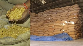 ಟಿವಿ9 ವರದಿ ಇಂಪ್ಯಾಕ್ಟ್; ಶಾಲೆಗಳಿಗೆ ಬಂತು ಗುಣಮಟ್ಟದ ಬೇಳೆ