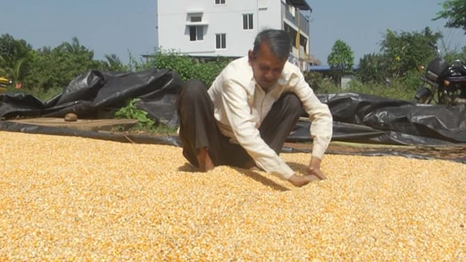 ರೈತರೊಂದಿಗೆ ಚೆಲ್ಲಾಟ: ಮೆಕ್ಕೆಜೋಳ ಬೆಳೆಗಾರರ ಪಾಲಿಗೆ ವಿಲನ್ ಆ ಸರ್ಕಾರ