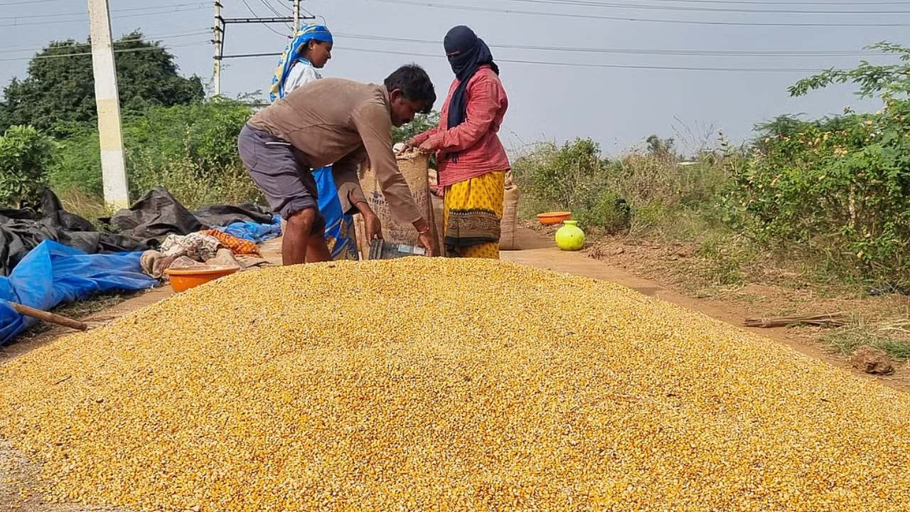 ಬೆಳಗಾವಿ ಅಧಿವೇಶನಕ್ಕೂ ಮುನ್ನ ರೈತರಿಗೆ ಗುಡ್ ನ್ಯೂಸ್ ಕೊಟ್ಟ ರಾಜ್ಯ ಸರ್ಕಾರ ಬೆಳಗಾವಿ ಅಧಿವೇಶನಕ್ಕೂ ಮುನ್ನ ರೈತರಿಗೆ ಗುಡ್ ನ್ಯೂಸ್ ಕೊಟ್ಟ ರಾಜ್ಯ ಸರ್ಕಾರ