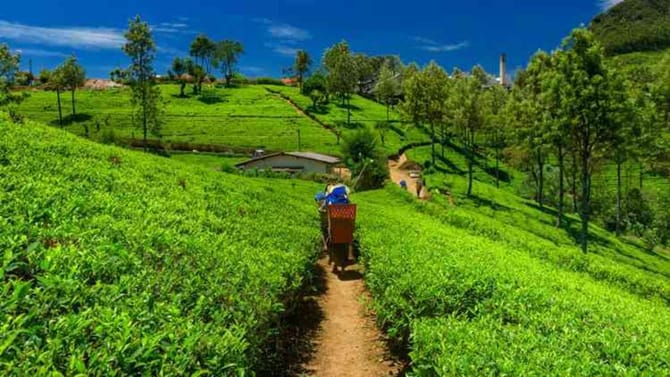 ಇದು ಭಾರತದ ಅತಿ ದುಬಾರಿ ಚಹಾ: ಕೆಜಿ ಪುಡಿಗೆ 1.15 ಲಕ್ಷ ರೂ.