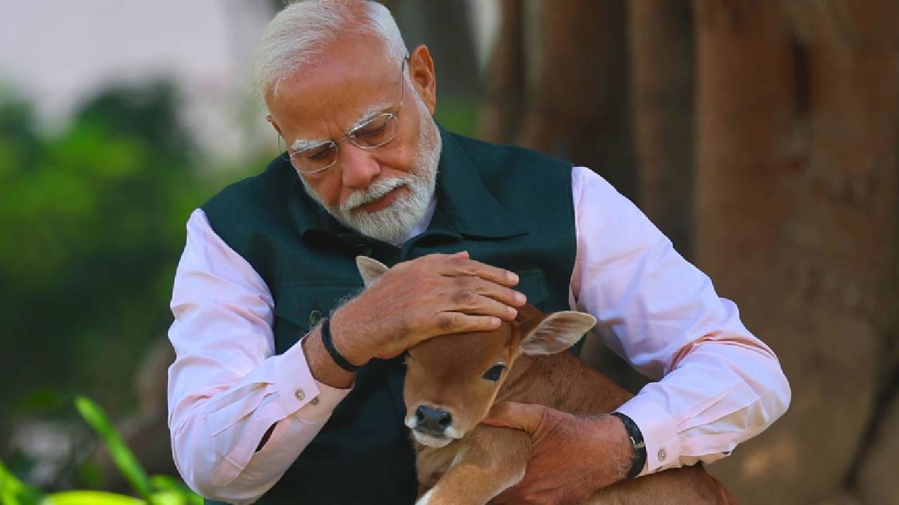 ಪ್ರಧಾನಿ ನರೇಂದ್ರ ಮೋದಿ  ಅವರ ಮನೆಗೆ ಹೊಸ ಅತಿಥಿಯ ಆಗಮನವಾಗಿತ್ತು. ಕರು (Calf) ಜೊತೆ ಮೋದಿ ಕಳೆದ ಕ್ಷಣಗಳ ವೀಡಿಯೋ ಸೋಷಿಯಲ್‌ ಮೀಡಿಯಾದಲ್ಲಿ ವೈರಲ್‌ ಆಗಿತ್ತು.
