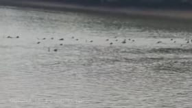 ಮೊಸಳೆ ದಾಳಿ ತಡೆಯಲು ನೀರಿನಲ್ಲಿ ಈಜಿ ಹೊರಟ ಮಂಗಗಳು