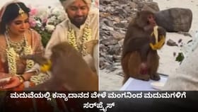 ಮದುವೆಯಲ್ಲಿ ಕನ್ಯಾದಾನದ ವೇಳೆ ಮಂಗನಿಂದ ಮದುಮಗಳಿಗೆ ಶಾಕ್