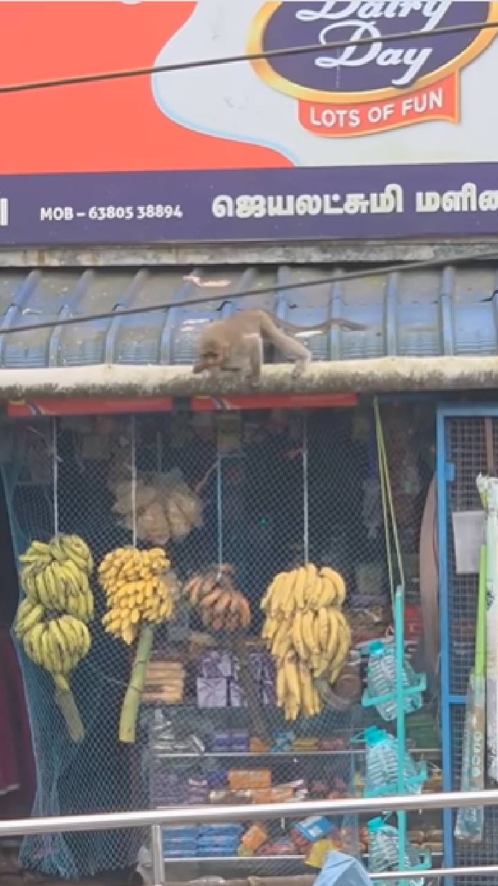 ಬಾಳೆ ಹಣ್ಣು ಕೊಟ್ಟಿಲ್ಲ ಅಂತ ಈ ಕೋತಿ ಮಾಡಿದ್ದೇನು ನೋಡಿ