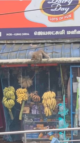 ಬಾಳೆ ಹಣ್ಣು ಕೊಟ್ಟಿಲ್ಲ ಅಂತ ಈ ಕೋತಿ ಮಾಡಿದ್ದೇನು ನೋಡಿ