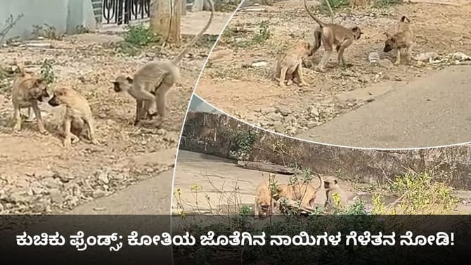 ಕುಚಿಕು ಫ್ರೆಂಡ್ಸ್; ಕೋತಿಯ ಜೊತೆಗಿನ ನಾಯಿಗಳ ಗೆಳೆತನ ನೋಡಿ!