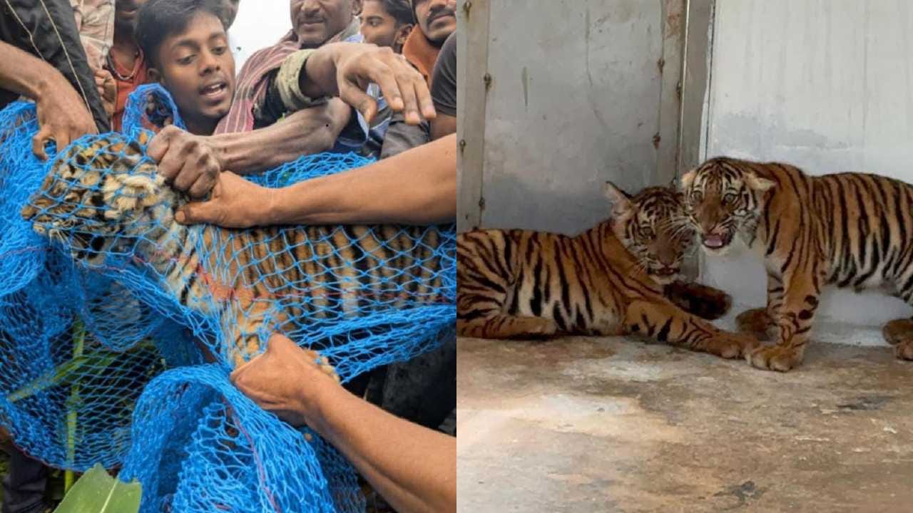 ಮೈಸೂರಿನಲ್ಲಿ ಸೆರೆ ಸಿಕ್ಕಿದ್ದ 4 ಹುಲಿ ಮರಿಗಳ ನಿಗೂಢ ಸಾವು ಮೈಸೂರಿನಲ್ಲಿ ಸೆರೆ ಸಿಕ್ಕಿದ್ದ 4 ಹುಲಿ ಮರಿಗಳ ನಿಗೂಢ ಸಾವು