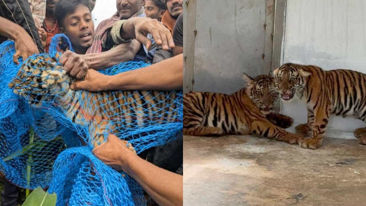ಮೈಸೂರಿನಲ್ಲಿ ಸೆರೆ ಸಿಕ್ಕಿದ್ದ 4 ಹುಲಿ ಮರಿಗಳ ನಿಗೂಢ ಸಾವು ಮೈಸೂರಿನಲ್ಲಿ ಸೆರೆ ಸಿಕ್ಕಿದ್ದ 4 ಹುಲಿ ಮರಿಗಳ ನಿಗೂಢ ಸಾವು