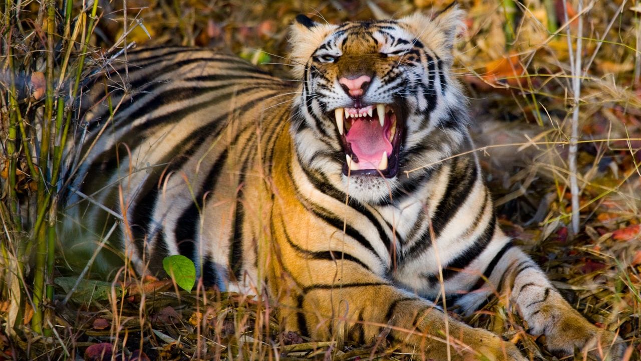 ಮೈಸೂರಿನಲ್ಲಿ ಮುಂದುವರಿದ ಹುಲಿ ಸೆರೆ ಕಾರ್ಯಚರಣೆ: ಜಿಲ್ಲೆಯ ಹಲವು ಕಡೆ ಒಂದು ತಿಂಗಳಿನಲ್ಲಿ 25 ಹುಲಿಗಳ ರಕ್ಷಣೆ