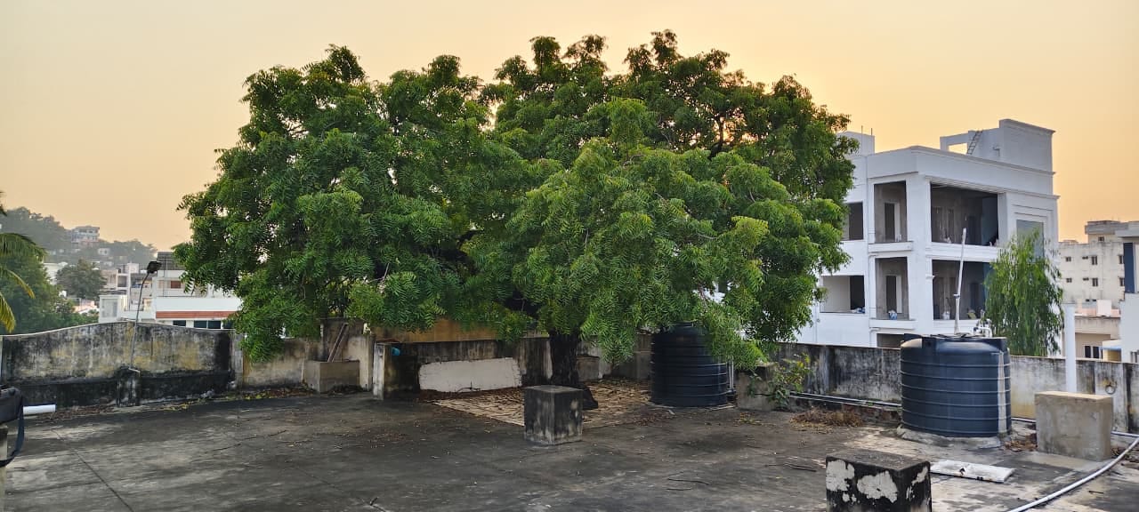 Neem Tree