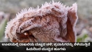 ಊಟಿಯಲ್ಲಿ ಹಿಮಪಾತ; ಪ್ರವಾಸಿಗರನ್ನು ಸೆಳೆಯುತ್ತಿವೆ ಬಿಳಿ ಸೆರಗು ಹೊದ್ದ ಹೂಗಳು