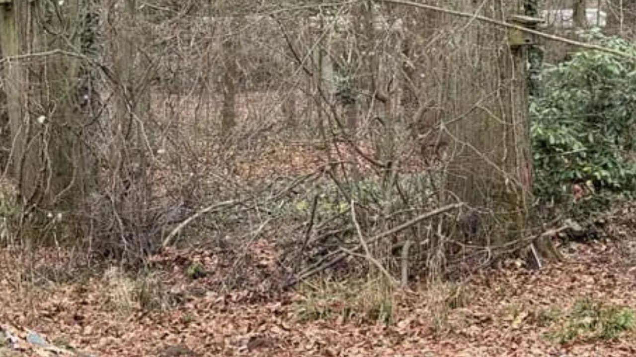 Optical Illusion: ಕಾಡಿನಲ್ಲಿ ಅಡಗಿ ಕುಳಿತಿರುವ ಜಿಂಕೆಯನ್ನು 10 ಸೆಕೆಂಡುಗಳಲ್ಲಿ ಗುರುತಿಸಿ