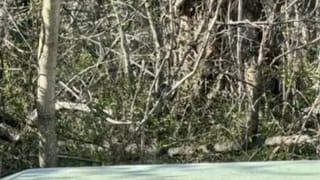 Video: ಎಮ್ಮೆಯ ಕರುವಿನ ಹಲ್ಲುಜ್ಜಲು ಪುಟಾಣಿಯ ಪರದಾಟ, ವೈರಲ್ ಆಯ್ತು ದೃಶ್ಯ