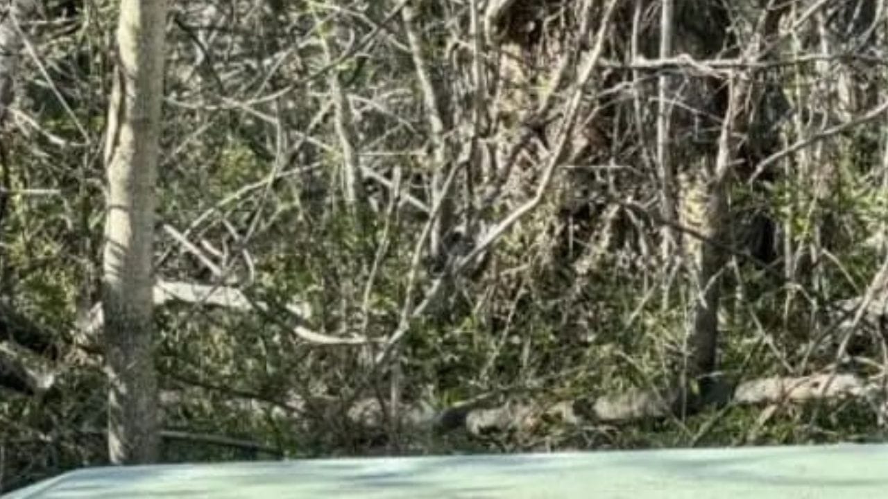 Optical Illusion: ಜಸ್ಟ್ 10 ಸೆಕೆಂಡುಗಳಲ್ಲಿ ಈ ಕಾಡಿನಲ್ಲಿ ಅಡಗಿರುವ ಬೆಕ್ಕನ್ನು ಹುಡುಕಿ Optical Illusion: ಜಸ್ಟ್ 10 ಸೆಕೆಂಡುಗಳಲ್ಲಿ ಈ ಕಾಡಿನಲ್ಲಿ ಅಡಗಿರುವ ಬೆಕ್ಕನ್ನು ಹುಡುಕಿ