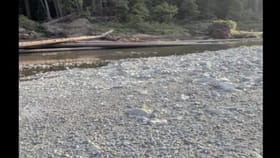 ನದಿ ದಡದಲ್ಲಿ ಅಡಗಿರುವ ನಾಯಿಮರಿಯನ್ನು ಹುಡುಕಬಲ್ಲಿರಾ