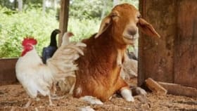 ಈ ಚಿತ್ರದಲ್ಲಿ ಮರೆಮಾಡಲಾಗಿರುವ ತೆಂಗಿನಕಾಯಿಯನ್ನು ಗುರುತಿಸಿ ನೋಡೋಣ