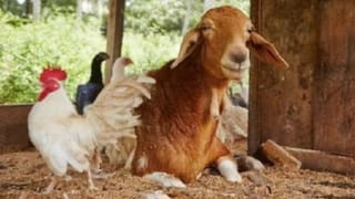 Optical Illusion: ಈ ಚಿತ್ರದಲ್ಲಿ ಮರೆಮಾಡಲಾಗಿರುವ ತೆಂಗಿನಕಾಯಿಯನ್ನು ಗುರುತಿಸಿ ನೋಡೋಣ