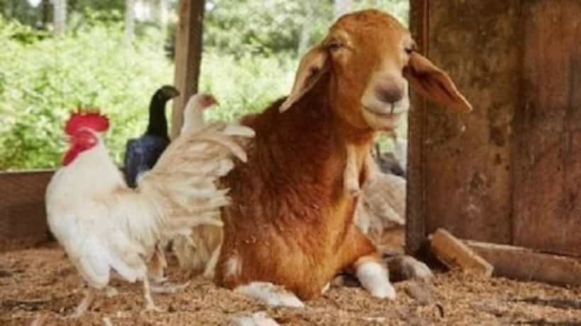 Optical Illusion: ಈ ಚಿತ್ರದಲ್ಲಿ ಮರೆಮಾಡಲಾಗಿರುವ ತೆಂಗಿನಕಾಯಿಯನ್ನು ಗುರುತಿಸಿ ನೋಡೋಣ
