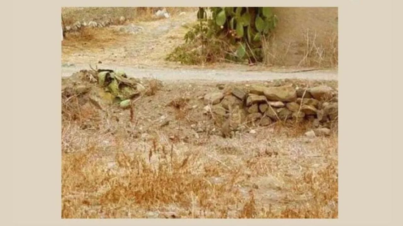 Optical Illusion: ಈ ಚಿತ್ರದಲ್ಲಿ ಅಡಗಿರುವ ಕಳ್ಳ ಬೆಕ್ಕನ್ನು ಹುಡುಕಬಲ್ಲಿರಾ?