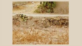 ಈ ಚಿತ್ರದಲ್ಲಿ ಅಡಗಿರುವ ಕಳ್ಳ ಬೆಕ್ಕನ್ನು ಹುಡುಕಬಲ್ಲಿರಾ?