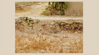 Optical Illusion: ಈ ಚಿತ್ರದಲ್ಲಿ ಅಡಗಿರುವ ಕಳ್ಳ ಬೆಕ್ಕನ್ನು ಹುಡುಕಬಲ್ಲಿರಾ?