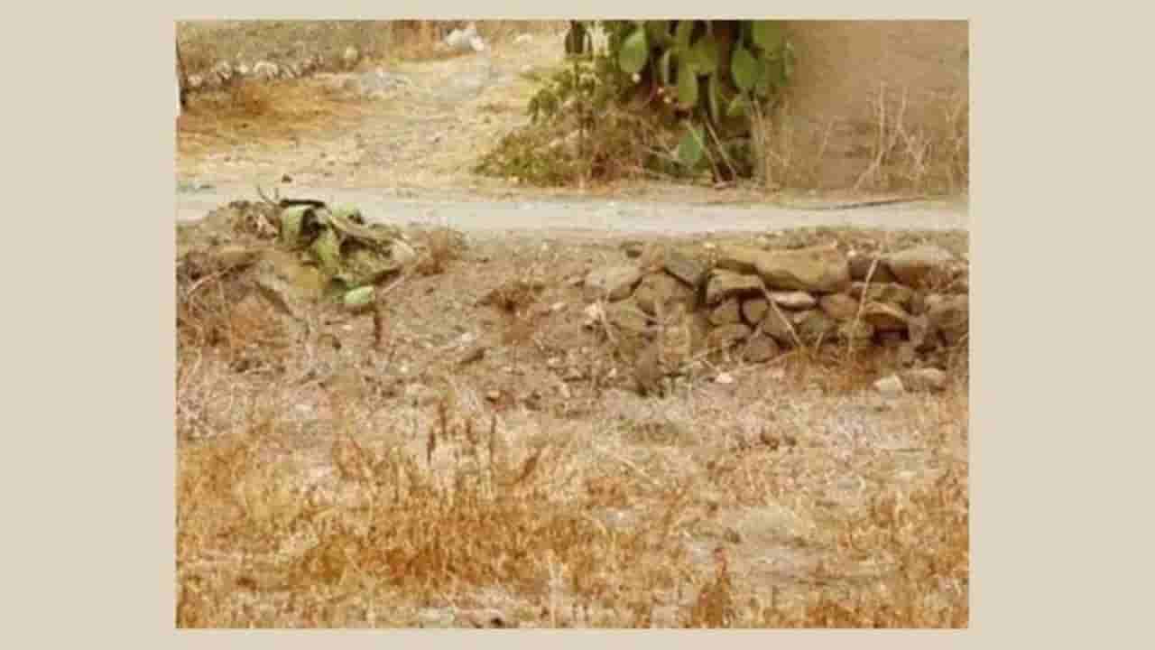 Optical Illusion: ಈ ಚಿತ್ರದಲ್ಲಿ ಅಡಗಿರುವ ಕಳ್ಳ ಬೆಕ್ಕನ್ನು ಹುಡುಕಬಲ್ಲಿರಾ?