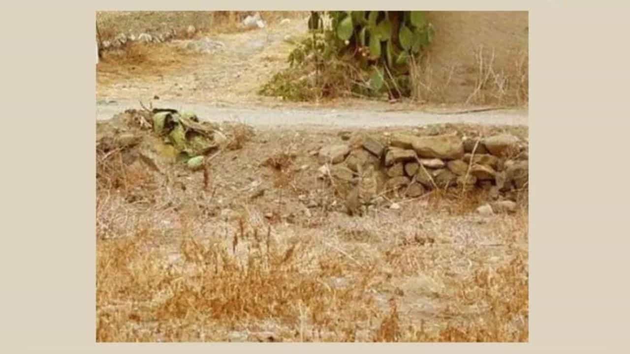 Optical Illusion: ಈ ಚಿತ್ರದಲ್ಲಿ ಅಡಗಿರುವ ಕಳ್ಳ ಬೆಕ್ಕನ್ನು ಹುಡುಕಬಲ್ಲಿರಾ? Optical Illusion: ಈ ಚಿತ್ರದಲ್ಲಿ ಅಡಗಿರುವ ಕಳ್ಳ ಬೆಕ್ಕನ್ನು ಹುಡುಕಬಲ್ಲಿರಾ?