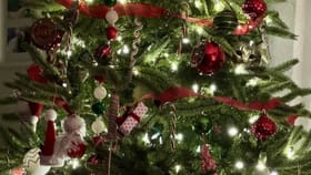 ಕ್ರಿಸ್‌ಮಸ್‌ ಟ್ರೀ ನಡುವೆ ಅಡಗಿ ಕುಳಿತಿರುವ ಕಳ್ಳ ಬೆಕ್ಕನ್ನು ಹುಡುಕಿ